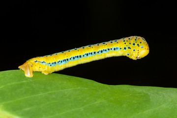Caterpillar eating leaves