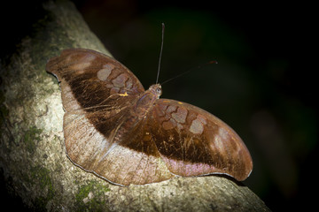 Butterflies in nature,Grey Count (Tanaecia lepidea)