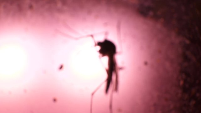Insect analysis in a lab close up