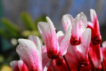 closeup pink flowers