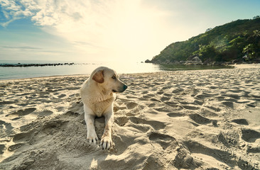 White dog lies on a sandy beach on a sunny morning
