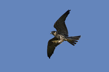 Eurasian hobby (Falco subbuteo)