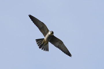 Eurasian hobby (Falco subbuteo)