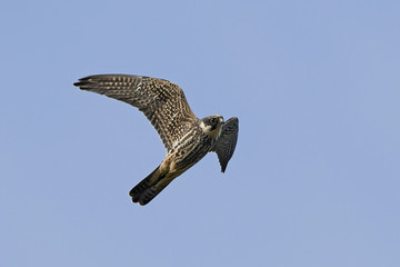 Eurasian hobby (Falco subbuteo)