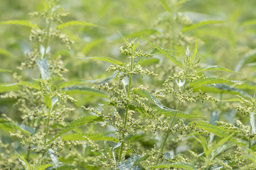 Nettle flowers in nature.