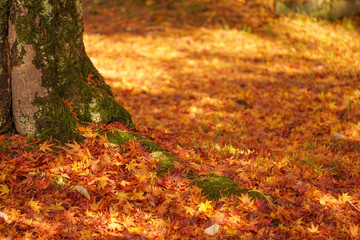 Autumn material. Brilliant color fallen leaves. 秋素材 鮮やかな色の落ち葉