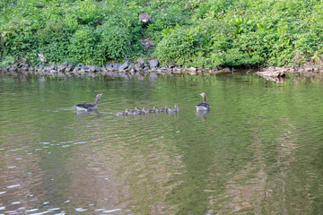 Swimming birds family