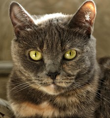 A beautiful domestic gray cat lies in the sunlight