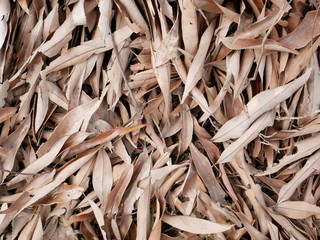 dried leaf nature background 