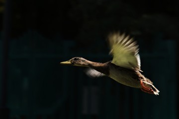 Wild migratory ducks mallards in the pond of the city park fly spread their wings