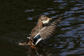 Wild migratory ducks mallards in the pond of the city park fly spread their wings