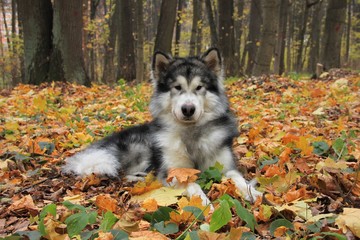 Obraz premium The dog Alaskan Malamute lies on the orange leaves in the autumn forest