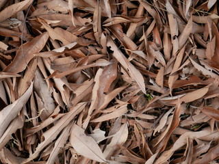 plant background