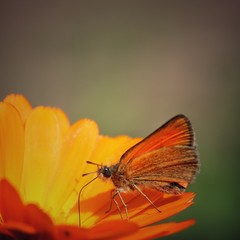 Orange butterfly sitting on a bright flower collecting nectar