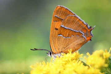 Orange butterfly thecla betulae sitting on leaves and flowers collecting nectar