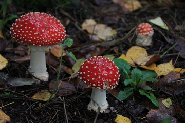 Colorful red and white mushroom fly agaric in the autumn forest