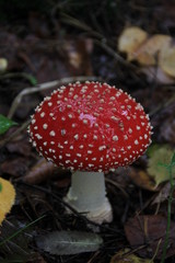 Colorful red and white mushroom fly agaric in the autumn forest