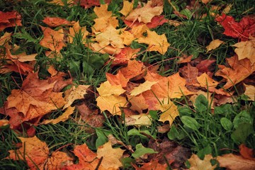 Naklejka na ściany i meble Colorful autumn foliage on a bright green grass
