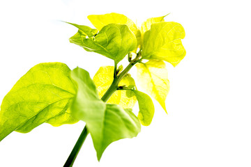 Green leave isolate and white background