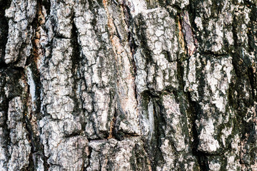 Bark of hardwood texture and wallpaper