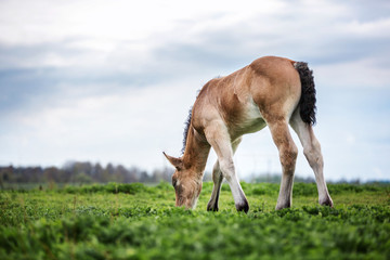 Naklejka na ściany i meble Foal grazing grass on the meadow.