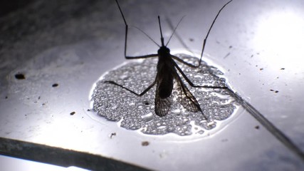 Insect analysis in a lab close up
