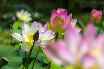 Naklejka premium 蓮の花