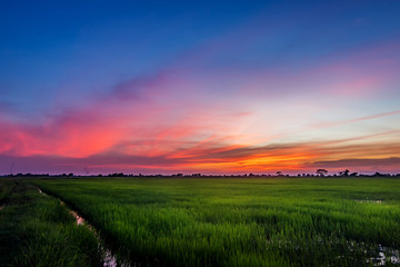 Fototapeta na wymiar Rice Fields, Sky and Trees in Twilight Background and wallpaper