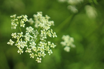 little white flowers in the grass in forest