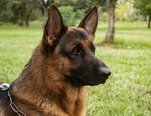 pastor aleman en el campo