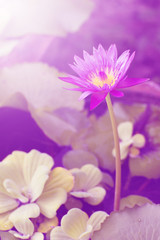 Fototapeta na wymiar Beauty purple lotus flower close up