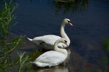 swans