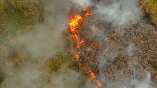 aerial footage forest fire on the slopes of hills and mountains, bush. Forest and tropical jungle deforestation for human food farming and export. large flames from forest fire. Using fire to destroy