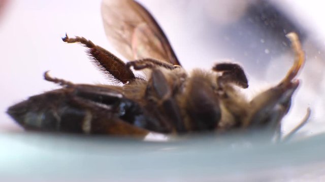 Insect analysis in a lab close up