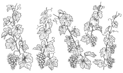 Hand Drawn Monochrome Grape Branches
