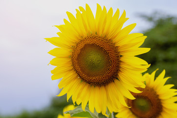 Fototapeta premium Close up beautiful sunflowers blooming in the field, blue sky and blur background