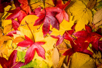 Naklejka na ściany i meble background of autumn leaves. Autumn background