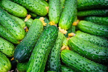 cucumbers from the field