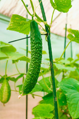 cucumbers on a branch in a greenhouse