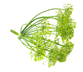 fresh dill flower isolated on white background