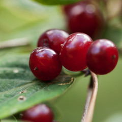 mature red transparent and beautiful berries ripening in the forest or in the park