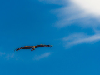 Black Kite (Milvus Migrans) Spread Wings Flying In Sunset Sky