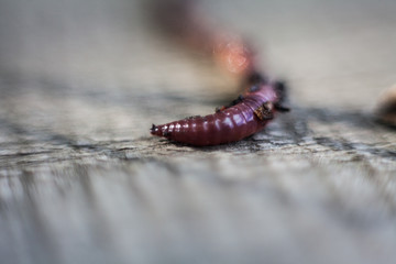Earthworm in a heap of soil