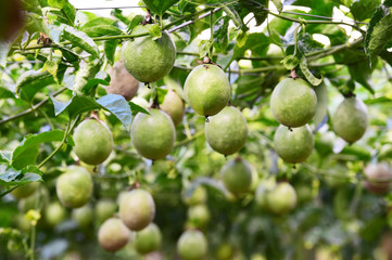 Lots of raw and fresh passion fruit in garden, passion fruit farm
