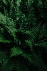 Fototapeta na wymiar leaves background texture. green leaf