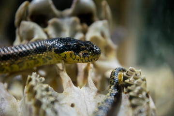 American King snake and old skull