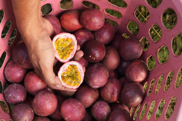 close up of fresh purple passion fruits harvest from farm