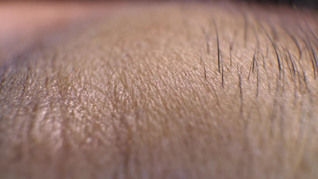 Close up of Human Skin Texture 