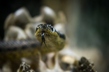 Deadly American royal snake on the background of the old skull and bones