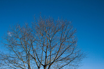 tree branches on blue sky